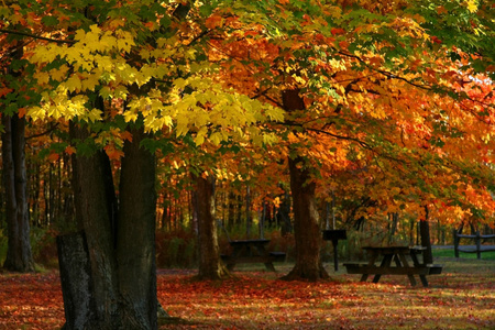 秋季公园的树上金祖阿