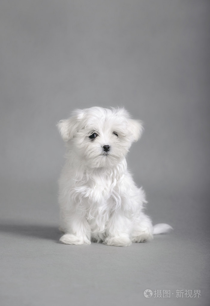 马尔济斯犬小狗