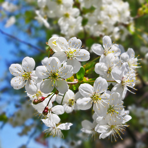 樱桃花特写