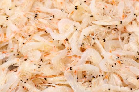 小虾小虾米照片