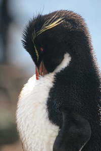 rockhopper 企鹅装扮它的外套，福克兰群岛