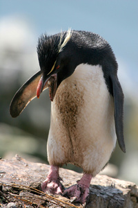 rockhopper 企鹅跳在岩石上滚动，福克兰群岛