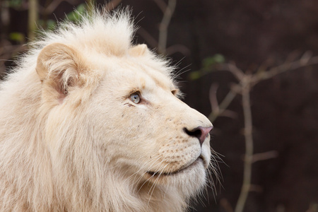 非洲白狮子照片