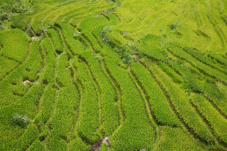 水稻梯田