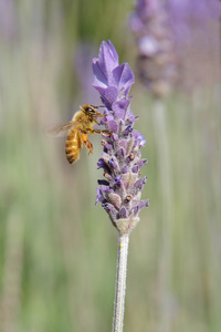 关于薰衣草蜂蜜蜂