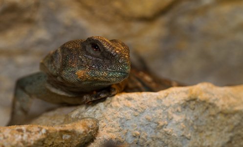 埃及 uromastyx