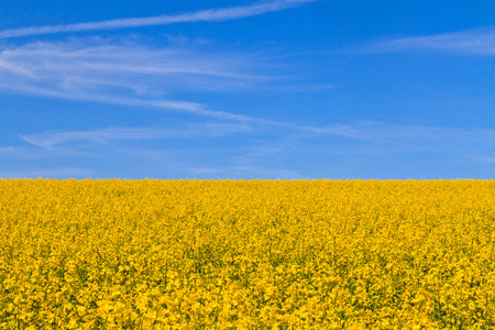 领域的黄色油菜对蓝蓝的天空