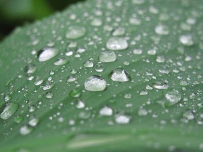 绿叶与雨点