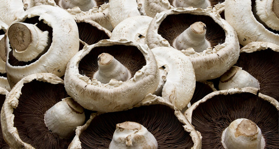 平蘑菇