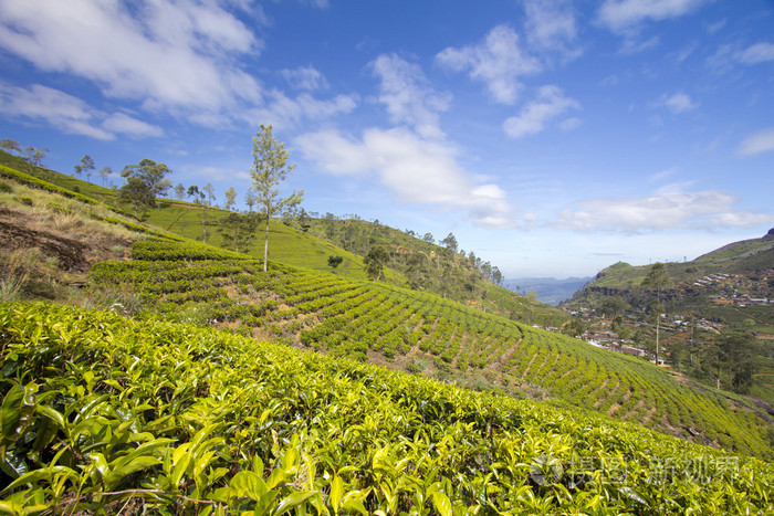 斯里兰卡茶园山在努瓦拉埃利亚