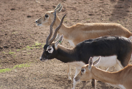 印度黑羚羚羊 cervicapra
