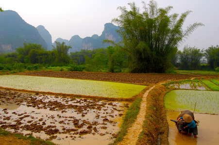 在中国的水稻种植
