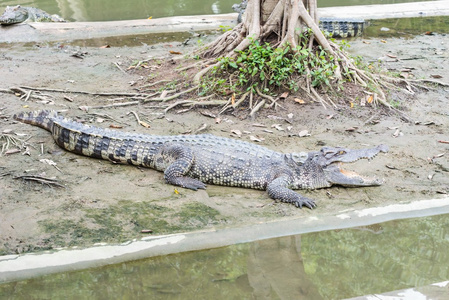 从泰国新鲜水成年鳄鱼