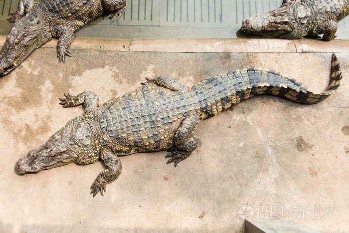 从泰国新鲜水成年鳄鱼