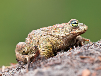 natterjack 蟾蜍视镜