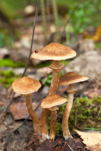 Honey fungus Armillaria or penky