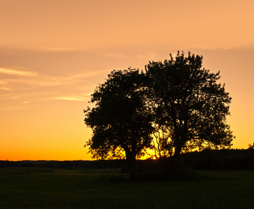 夕阳树