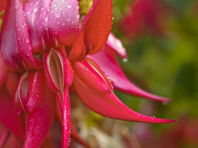 kakabeak 花