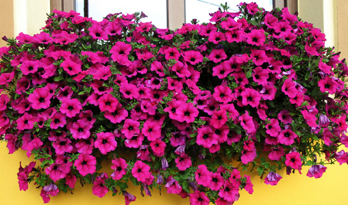 矮牵牛粉红花图片