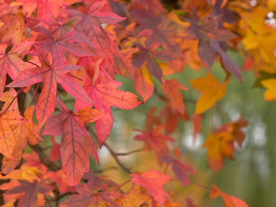 在秋季期间枫叶在许多颜色