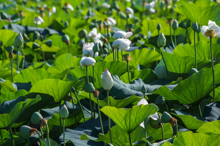 unblown 的莲花