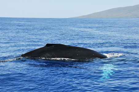 拉海纳，毛伊岛，夏威夷座头鲸