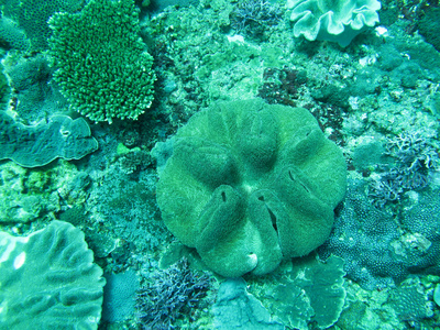 海葵在印度洋中的海