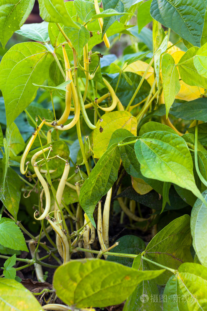 在农村中成熟豆豆荚