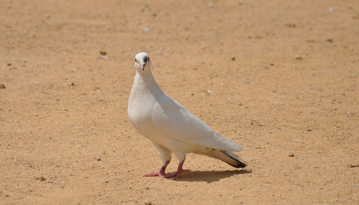 鸽子