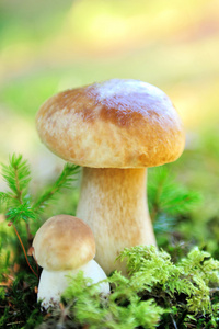 在森林的牛肝菌蘑菇