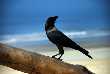 在海滩上的乌鸦
