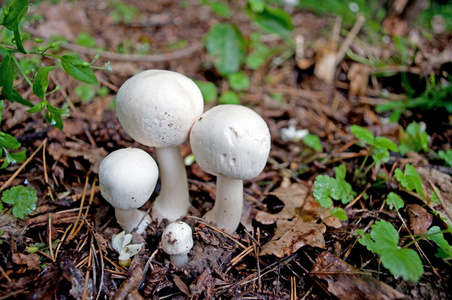 在森林里的蘑菇