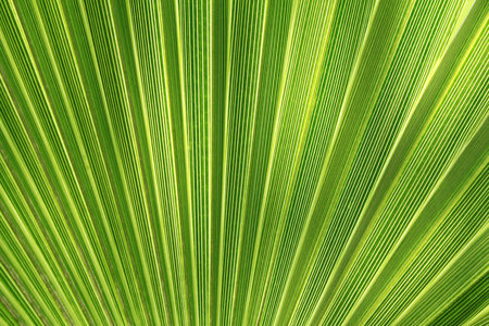 热带植物叶纹理
