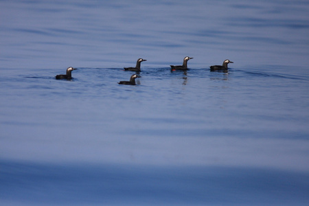 Spectacled GuillemotCepphus carbo