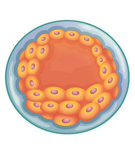 胚泡
