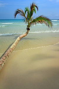 热带沙滩上的椰子树