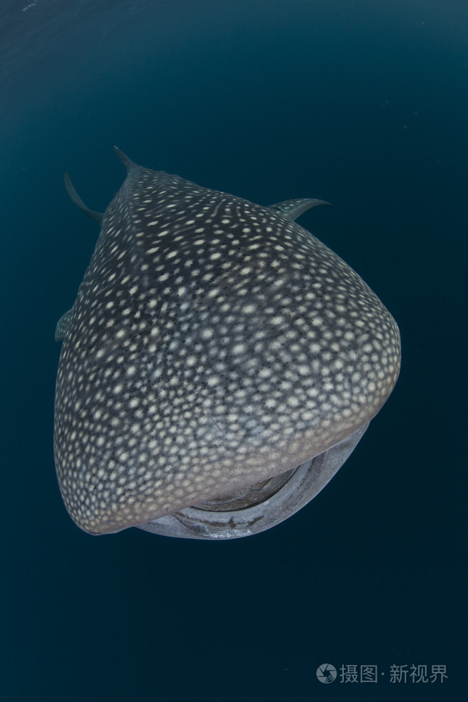 鲸鲨在碧蓝的大海的cenderawasih海湾印度尼西亚