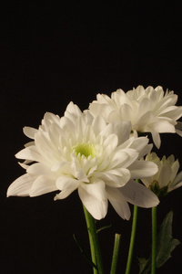 白色 chrysanthanum