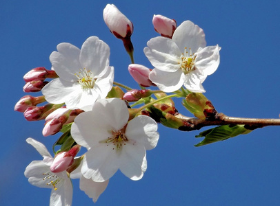 樱桃树-花儿开在春天的时间照片