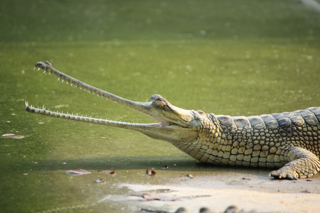 张开嘴 gavial