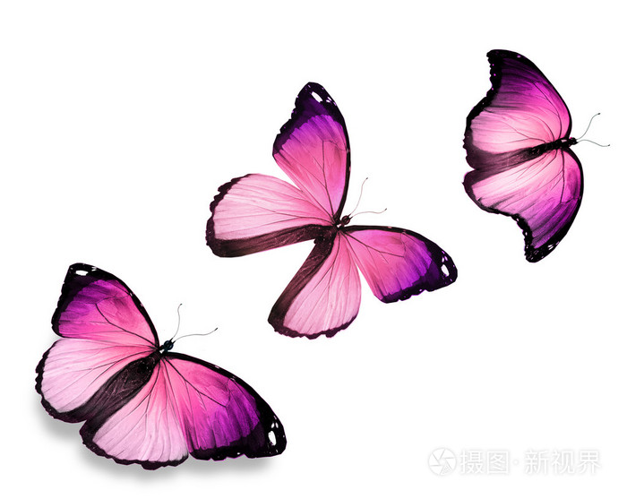 三个粉色蝴蝶形态在白色背景上孤立