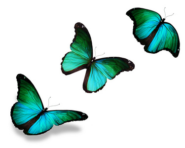 三个绿松石蝴蝶，在白色背景上孤立