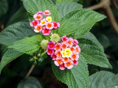 热带植物的花朵