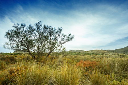 附近的沙漠里，西班牙安达卢西亚，阿尔梅里亚沙丘的树
