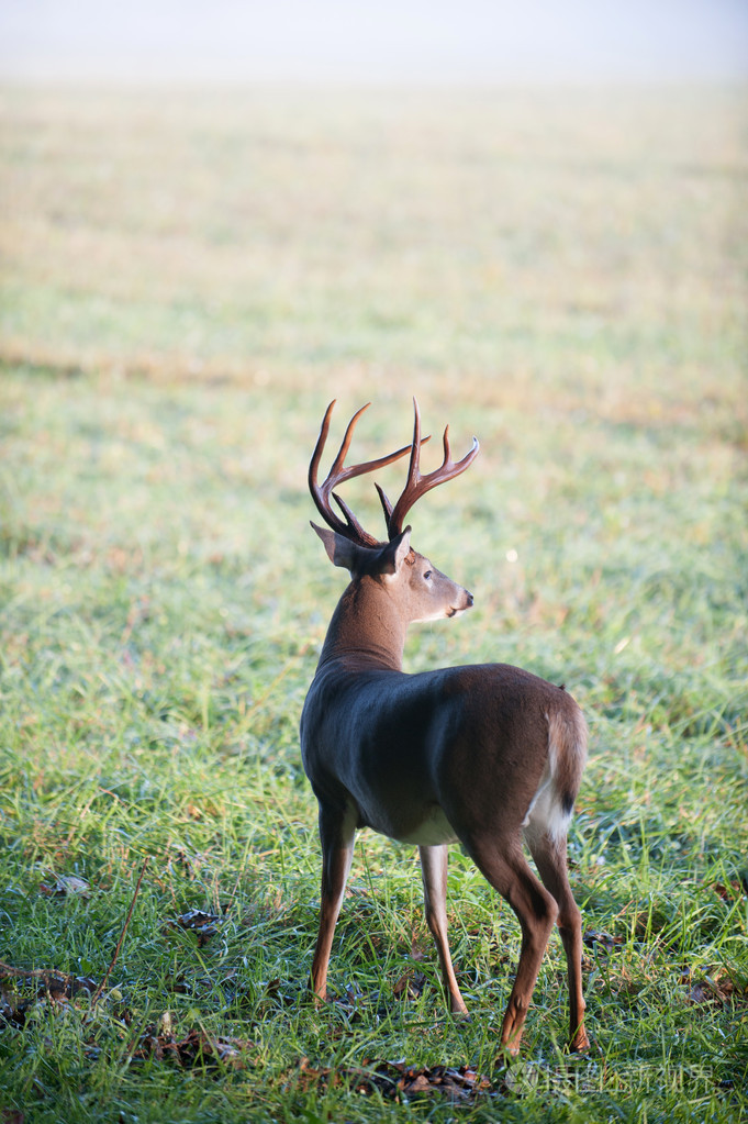 在草地上的白尾鹿巴克