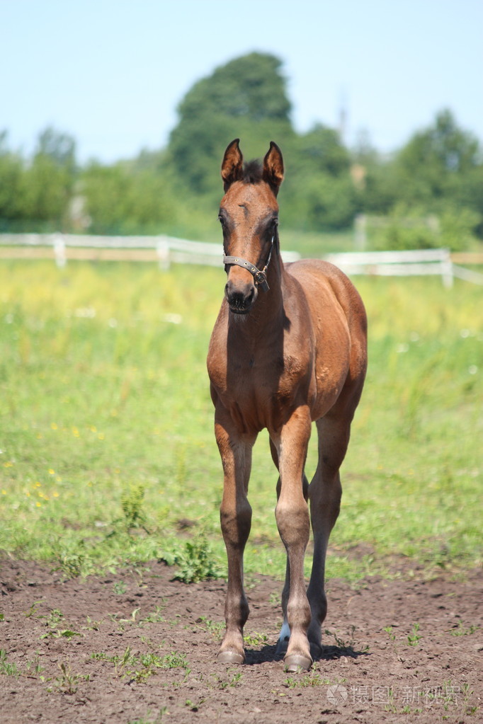 棕色小马驹站在放牧