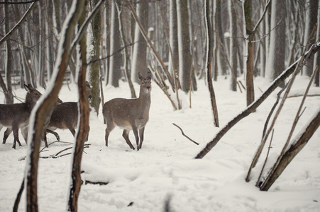 wrosty 冬季森林中的鹿