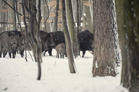 野猪在冬季严寒森林与雪