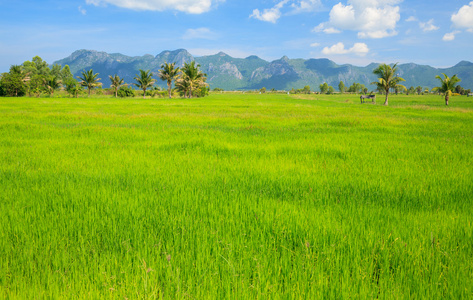 绿色稻田与蓝蓝的天空