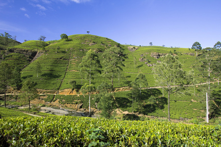 斯里兰卡茶园山